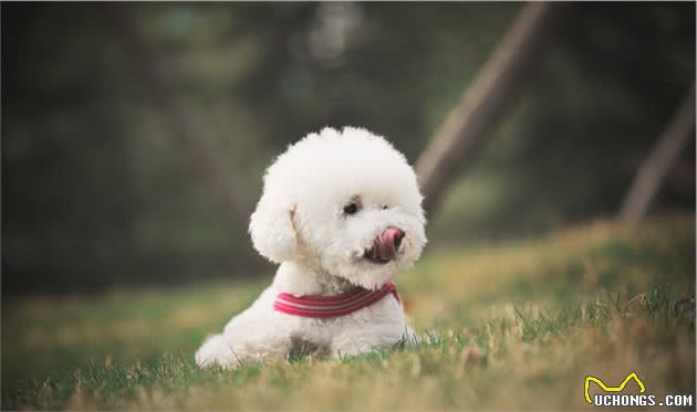 养比熊犬的“烦恼”，养过的宠主都深有体会