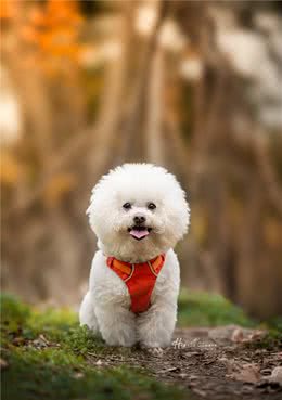 养比熊犬的“烦恼”，养过的宠主都深有体会