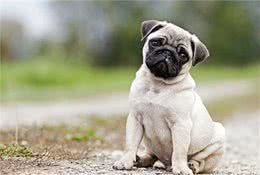 狗也能读懂人心？狗狗通人性的另一证明