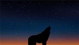 狗狗能看到人看不见的东西？为何晚上吠叫不止，多半这5个原因