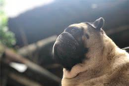 巴哥犬难养吗？只要下面的六件事做好了，肯定轻松