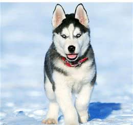俄罗斯名犬西伯利亚雪橇犬，傲然屹立于冰天雪地
