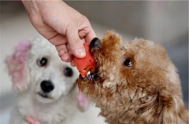 宠物犬的肥胖问题，饲养者们不要再让你的宠物犬胖下去啦