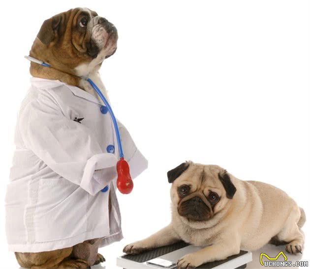 宠物犬的肥胖问题，饲养者们不要再让你的宠物犬胖下去啦