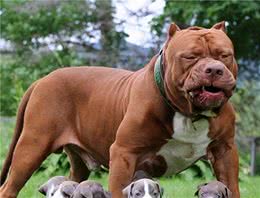 为什么说比特犬是具有震慑力的狗？