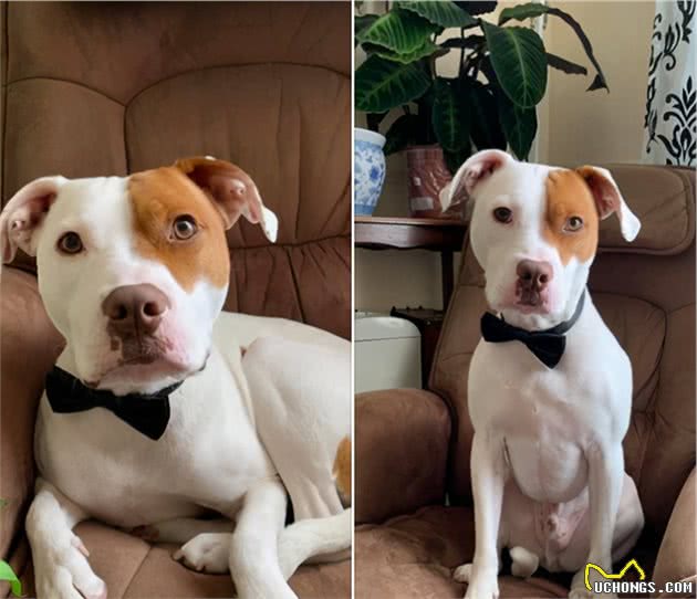 比特犬太调皮，遭5个家庭退养，检查后发现前主人全都误会了