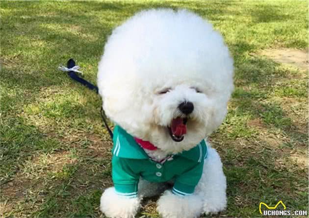 比熊犬吃醋的几大表现，宠主：简直就是醋坛子