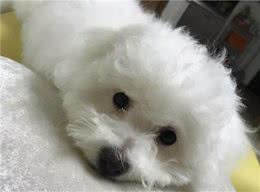 比熊犬吃醋的几大表现，宠主：简直就是醋坛子