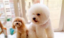 比熊犬到底怕不怕“冷”？让我告诉你