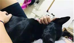 狗子娇滴滴坐下与狗爸深情对望，狗妈苦笑：“我地位低”