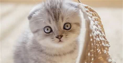苏格兰折耳猫：“折翼”的小可爱