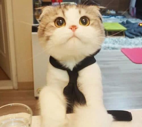 苏格兰折耳猫：“折翼”的小可爱