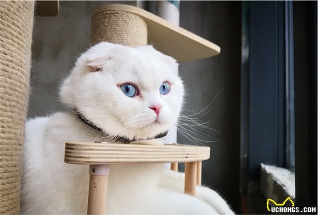 苏格兰折耳猫：“折翼”的小可爱