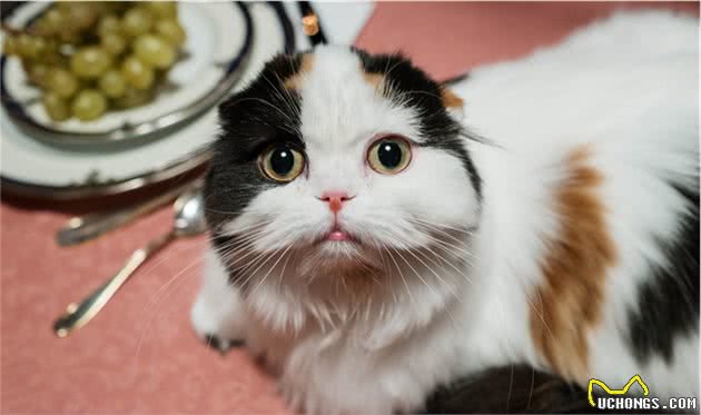 苏格兰折耳猫：“折翼”的小可爱