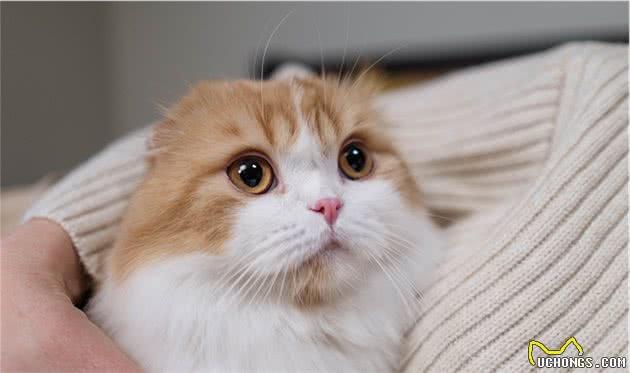 苏格兰折耳猫：“折翼”的小可爱