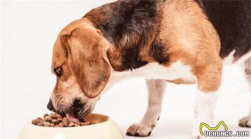 狗主人必读：你是如何喂养狗子的？温顺可爱的狗子从合理投食开始