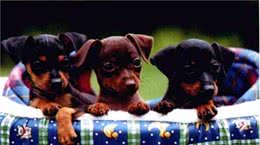 狗狗的寿命一般有多长？