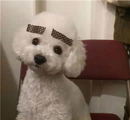 调皮可爱的宠物犬名字拒绝不了歪头杀-可爱点
