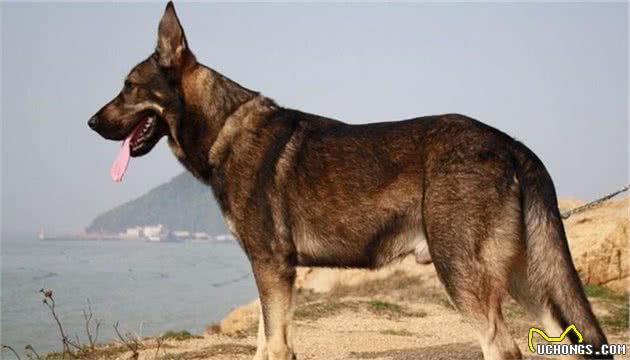 中国的骄傲：昆明犬，我不允许你还不认识它