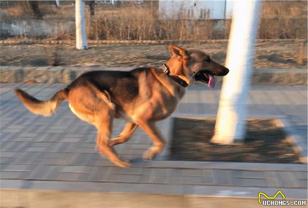 中国的骄傲：昆明犬，我不允许你还不认识它