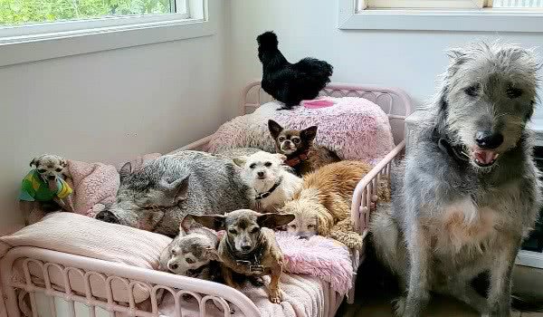 男子领养8只高龄狗来填补失去爱犬的悲伤让生命更有价值