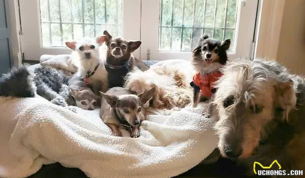 男子领养8只高龄狗来填补失去爱犬的悲伤让生命更有价值