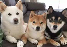 柴犬怎么训练？随地大小便要不要打？