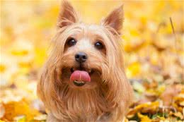 狗狗把你当“妈妈”看待，一定会有这几点！你家狗子有吗？