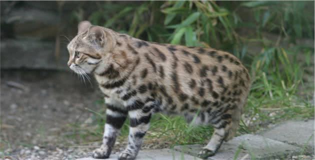 浅谈黑足猫的生活习性：可爱外表下是致命的杀伤力