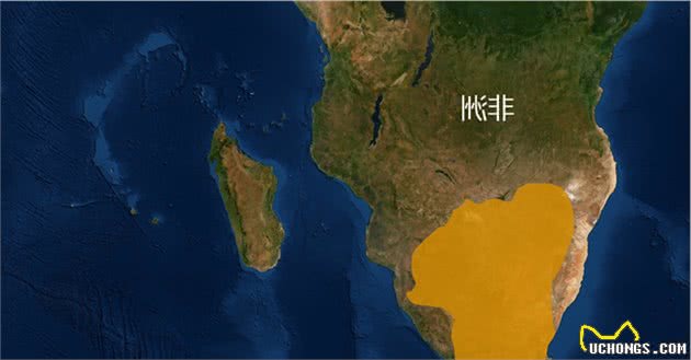 浅谈黑足猫的生活习性：可爱外表下是致命的杀伤力