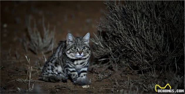 浅谈黑足猫的生活习性：可爱外表下是致命的杀伤力
