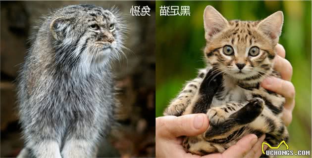 浅谈黑足猫的生活习性：可爱外表下是致命的杀伤力