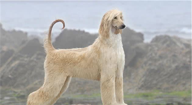 寻根问祖系列（128）：阿富汗猎犬（AfghanHound）