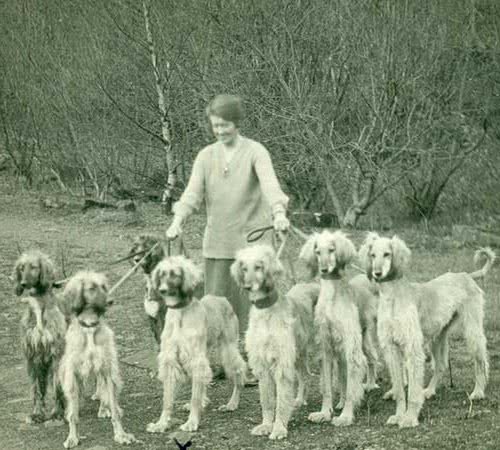 寻根问祖系列（128）：阿富汗猎犬（AfghanHound）