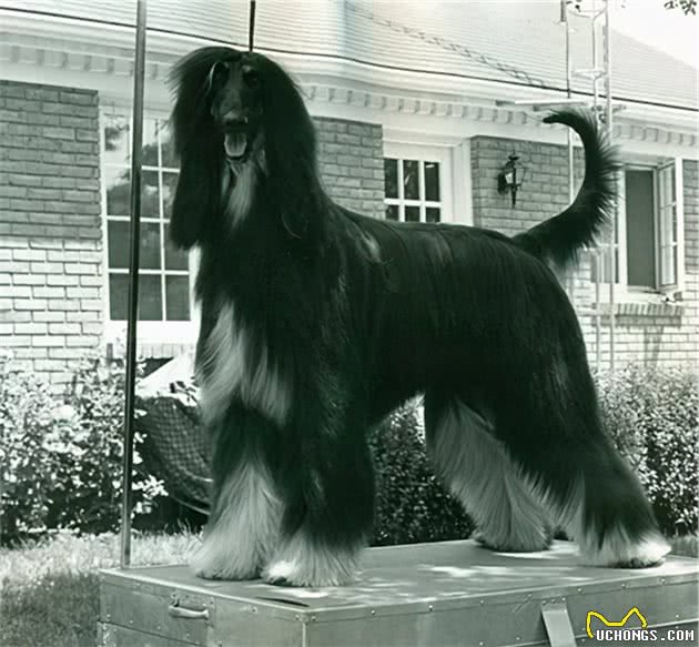 寻根问祖系列（128）：阿富汗猎犬（AfghanHound）