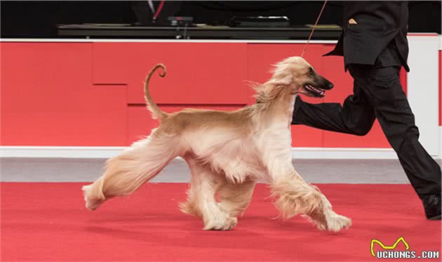 寻根问祖系列（128）：阿富汗猎犬（AfghanHound）