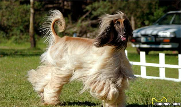 寻根问祖系列（128）：阿富汗猎犬（AfghanHound）