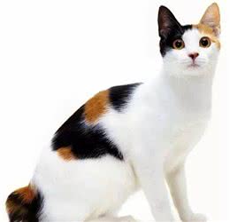 最全猫咪品种资料清单，请您查收