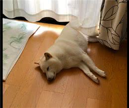狗狗很喜欢晒太阳，先晒屁股再翻面晒身体，想象自己在煎蛋吗？