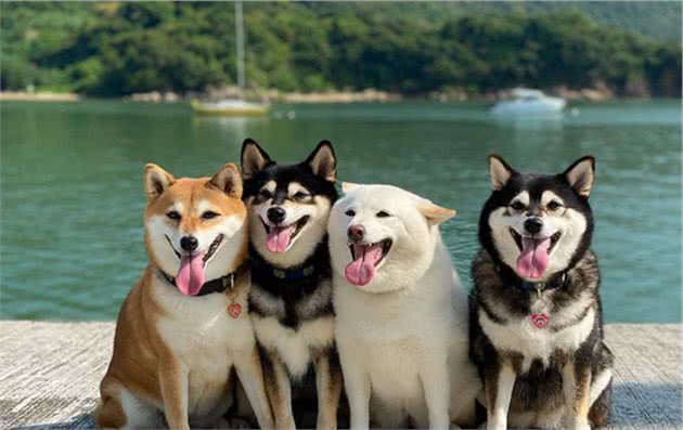 主人给4只柴犬拍照，唯有白色柴犬最显眼，不听指挥反倒成就主人