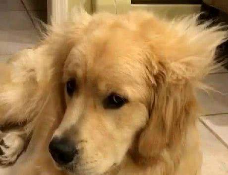 金毛犬毛发粗糙，最根本的6个“元凶”，你找对了吗？