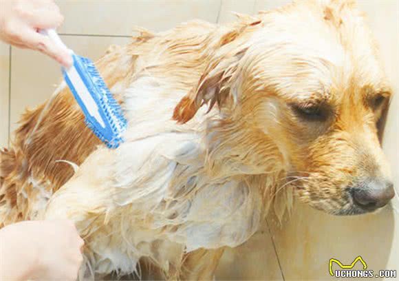 金毛犬毛发粗糙，最根本的6个“元凶”，你找对了吗？