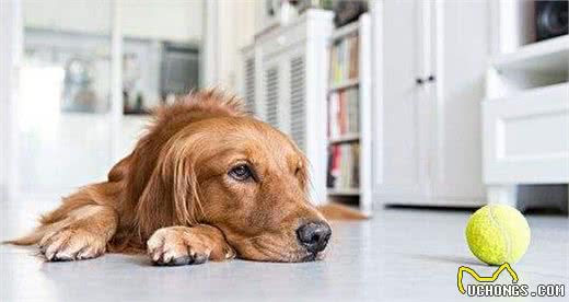 金毛犬毛发粗糙，最根本的6个“元凶”，你找对了吗？