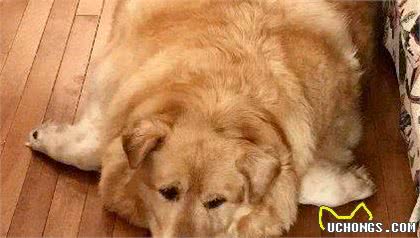 金毛犬毛发粗糙，最根本的6个“元凶”，你找对了吗？