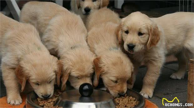 金毛犬毛发粗糙，最根本的6个“元凶”，你找对了吗？