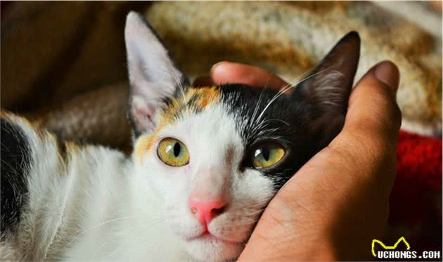 猫咪的性格是天生的吗？影响猫咪性格的7个因素，了解一下吧