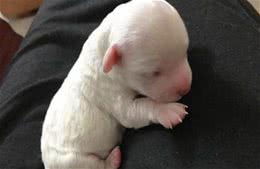 狗宝宝出生时看不见，其实是在保护它，可不能人为干预