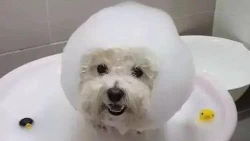 给比熊洗澡时，这几个洗澡误区，劝你别碰