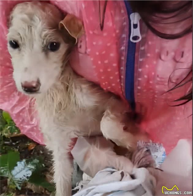 湖北：铁丝绑后腿，在雨中淋了3天雨，被救后谁还不是漂亮的狗狗