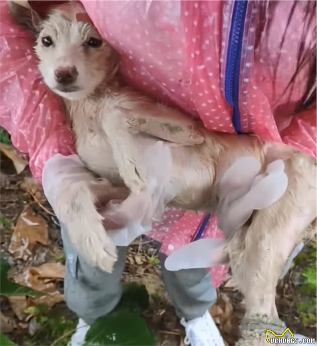 湖北：铁丝绑后腿，在雨中淋了3天雨，被救后谁还不是漂亮的狗狗